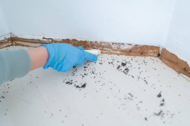 Pest Control for Restaurants in Beeville, TX
